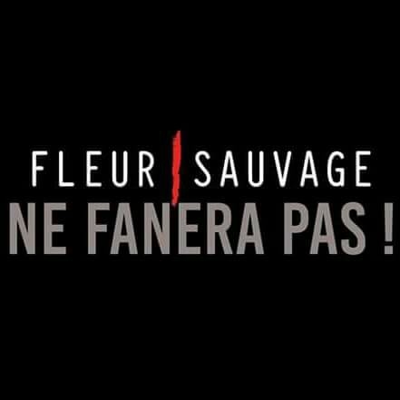 Fleur sauvage1.jpg